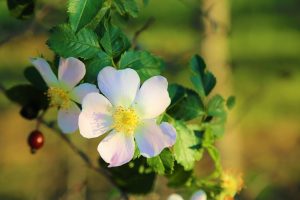 Rosehip flower