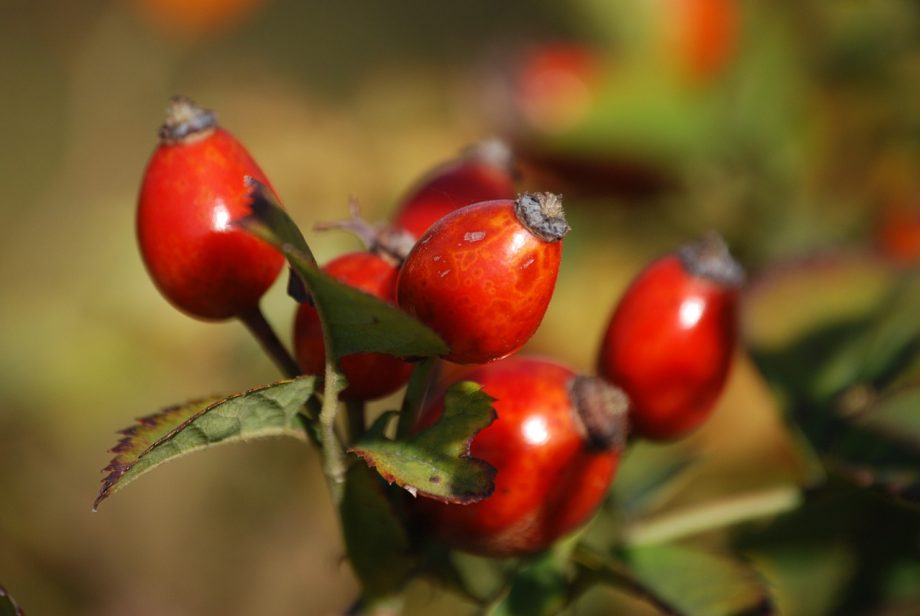 Rosehip berry