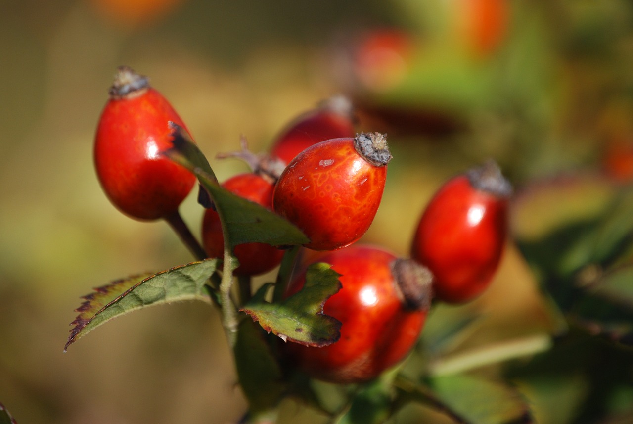 Rosehip Oil – 9 things you didn’t know